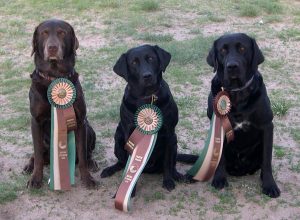 Three prize winning Labrador Retrievers