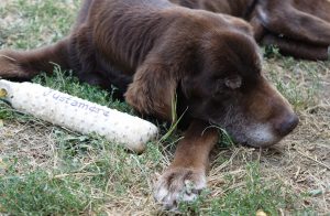 17-year-old chocolate Lab takes it easy
