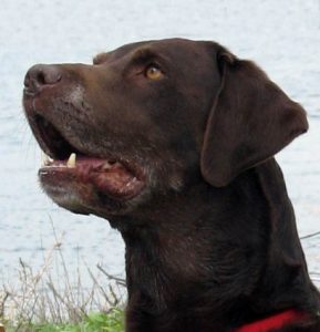 Chocolate Lab head study