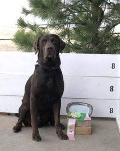 Chocolate Lab shows off his high-in-trial obedience prizes