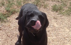 Young Lab licks his lips after a delicious treat