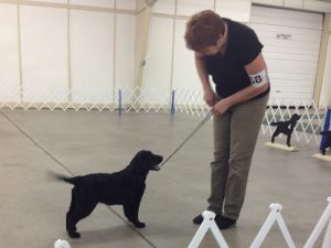 Black Lab puppy competing in her first match