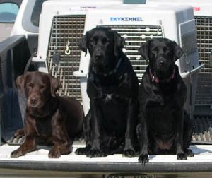 3 Labs pose on the back of a pickup