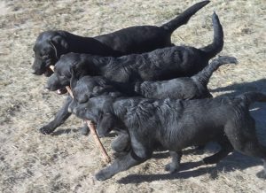 4 young Labs enjoying 1 big stick
