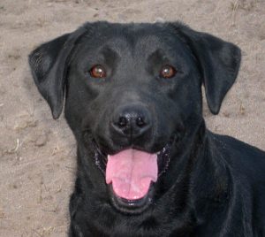 Labs can smile!
