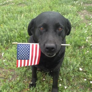 Patriotic Lab with an American flag