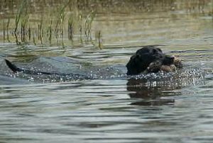 Black Lab swimming back with her duck