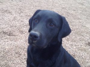 Black Lab with a quizzical expression