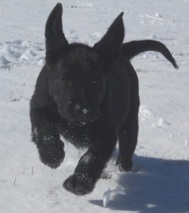 Running Lab puppy with ears flying