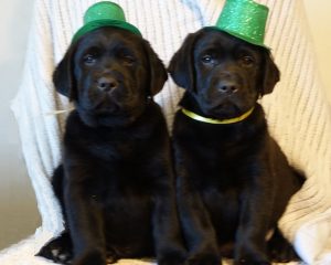 2 Lab puppies wearing St Patrick's Day hats