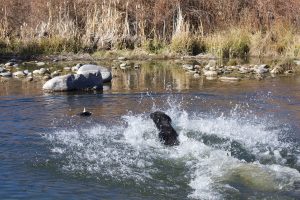Lab launches into the river for a downed duck