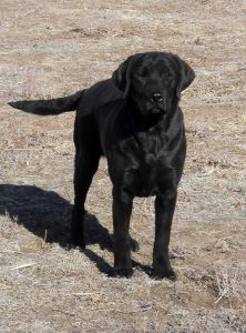Black Lab with beautiful structure