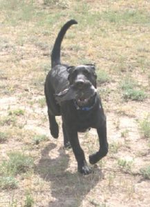 5 month old Lab retrieves a pigeon