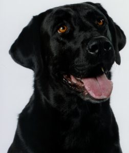 Male black Labrador Retriever portrait