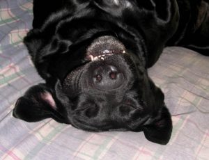 Labs are sweet and goofy