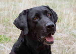 Sweet, soft expression on a classic black Lab
