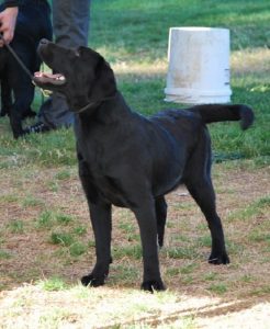 Black Lab puppy at her first dog show