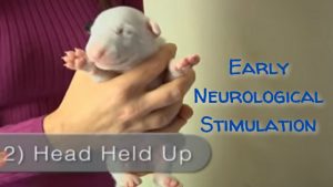 Early Neurological Stimulation for puppy development