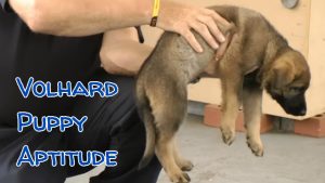 Volhard Puppy Aptitude testing