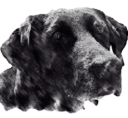 Black Labrador Retriever head