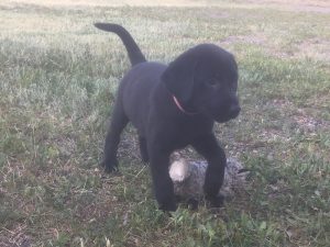 Lab puppy playing outside