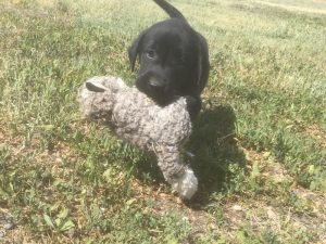 Lab puppy learning to retrieve