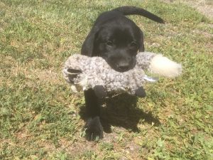 Labrador puppy retrieving a fake bird
