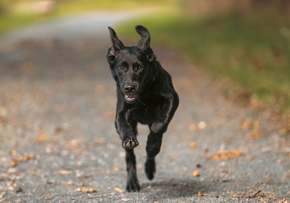 Black Labrador running hard along a trail that could trigger an EIC collapse