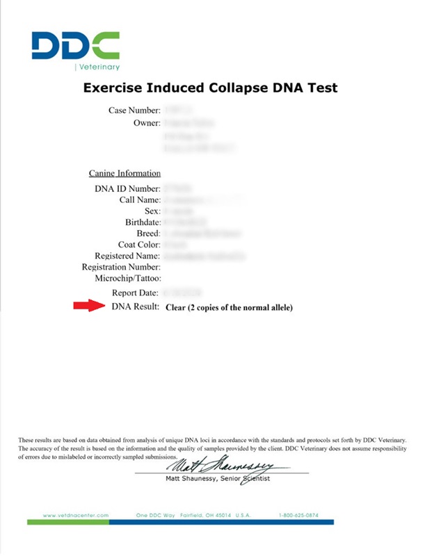 EIC test result showing the dog is clear of the EIC gene