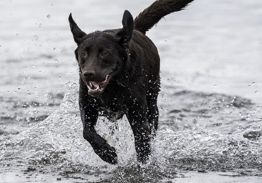 Black Labrador running in shallow water