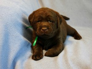 Chocolate Lab puppy - male