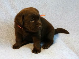 Chocolate Lab puppy - female