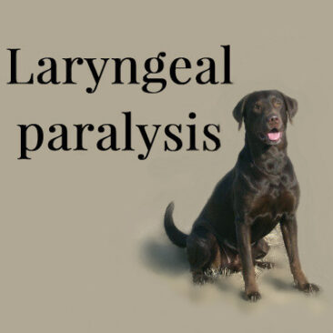 Laryngeal paralyis happens when the entrance to the windpipe can't open or close fully