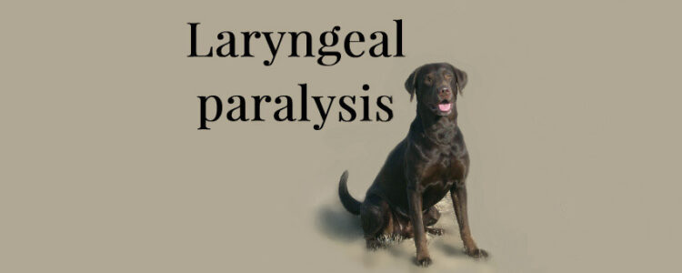 Laryngeal paralyis happens when the entrance to the windpipe can't open or close fully