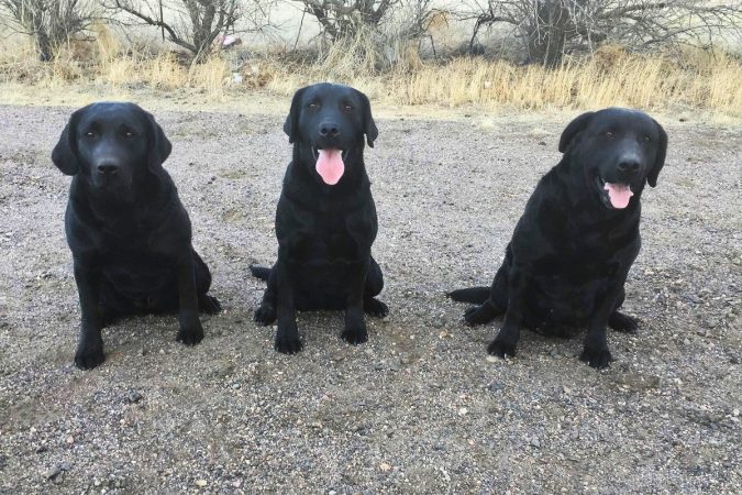 3 Labs practicing obedience
