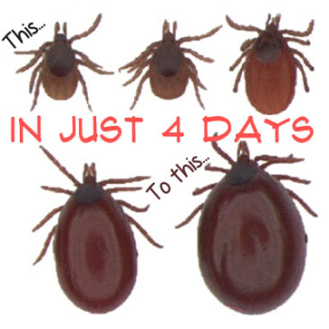 Ticks can feed for days gorging on your blood or your pet's blood