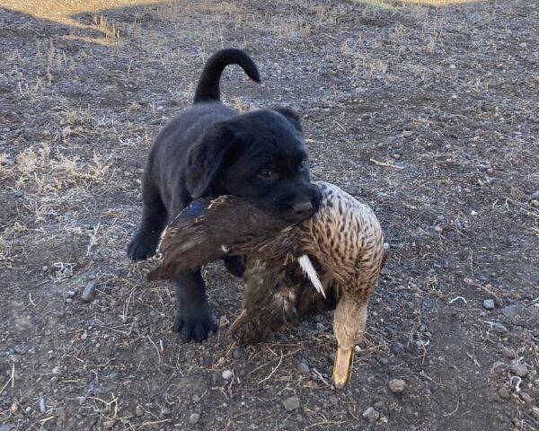 8 week old Lab puppy retrieving her first duck