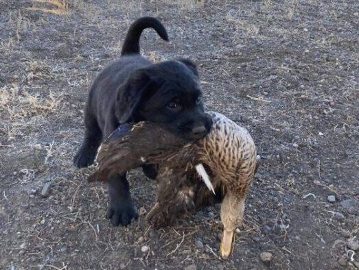 8 week old Lab puppy retrieving her first duck