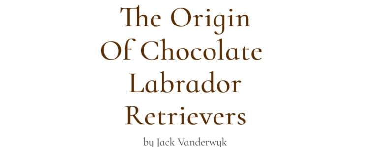 The origin of chocolate Labs