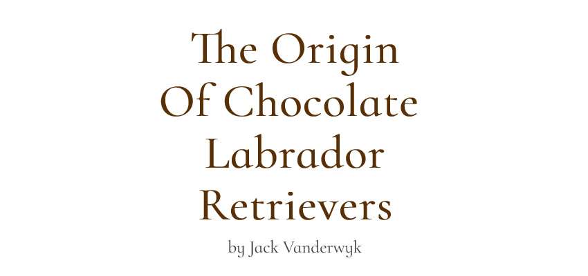 The Origin Of Chocolate Labs By Jack Vanderwyk Justamere Ranch