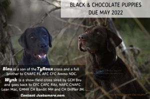 Bayou Magic's Rouxster Bleu and Justamere Wynken Blynken litter of puppies