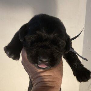 Black Lab puppy