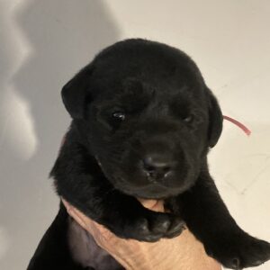Female black Lab puppy