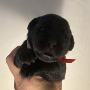 Black Labrador puppy