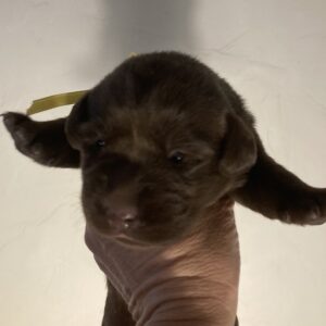 Female chocolate Labrador puppy