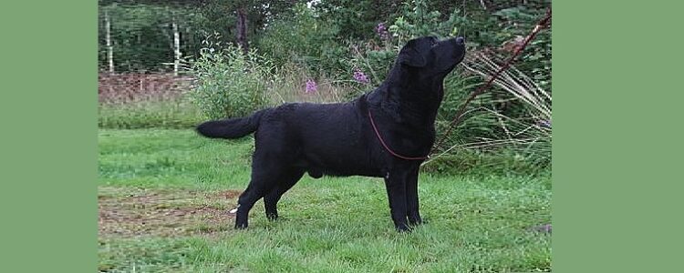 Black Labrador Retriever standing in a grassy area