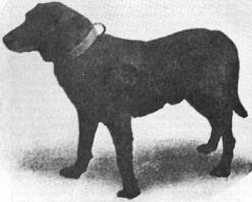 Buccleuch Avon, one of the earliest Labradors