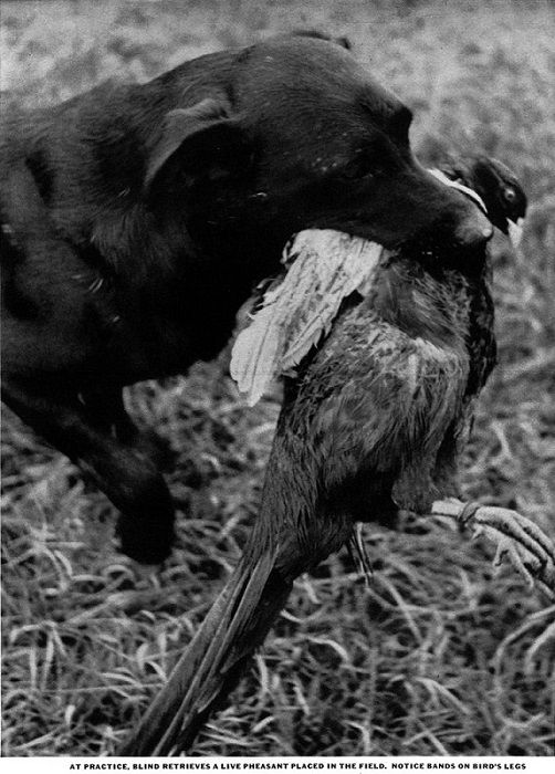 Blind of Arden training with a live pheasant