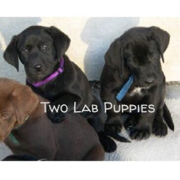 Two Lab Puppies