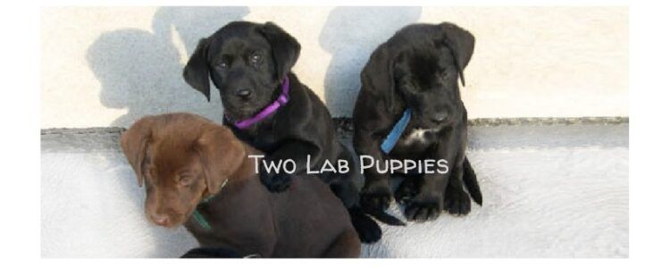 Two Lab Puppies